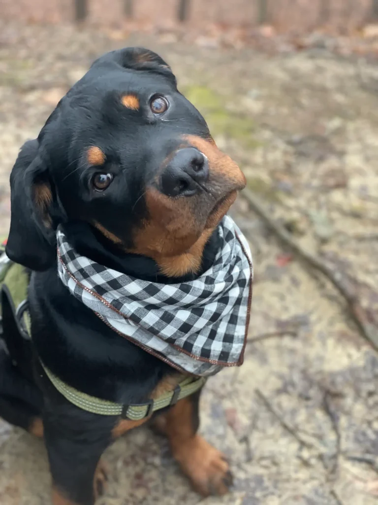 Dog with bandana for Dog Grooming