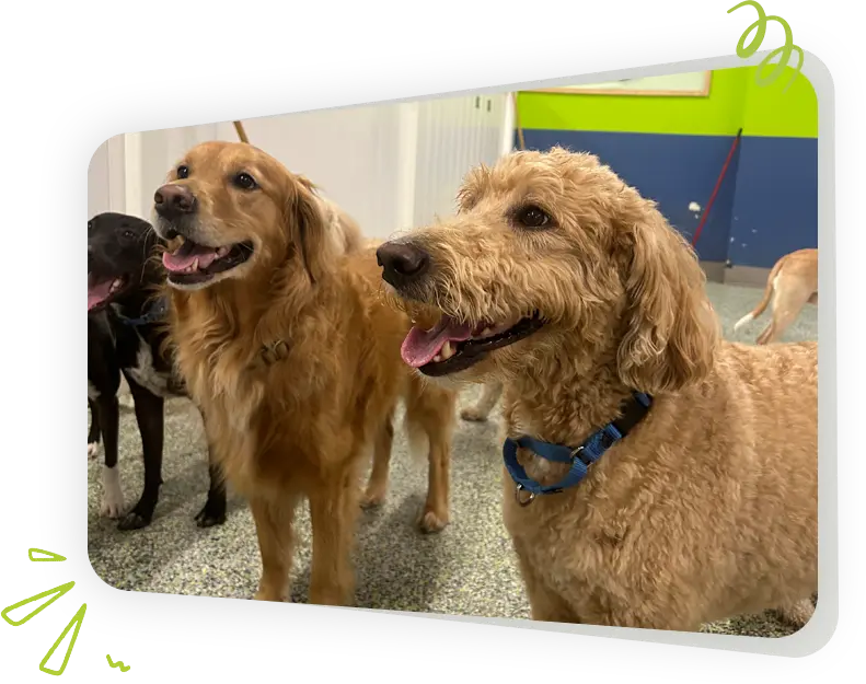 Dogs at Paws Play Cleveland