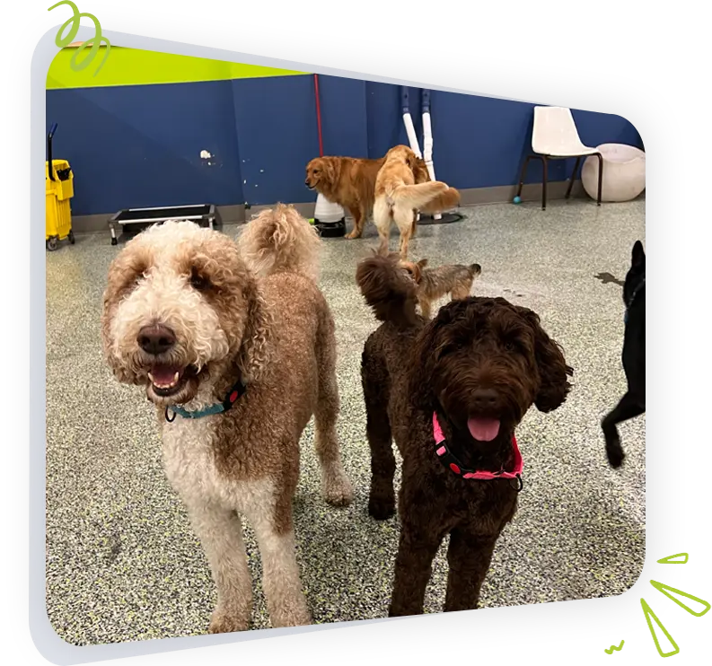 Dogs at Paws Play Cleveland