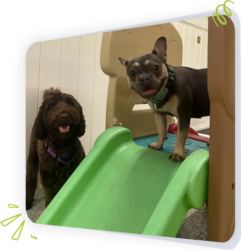 Dogs at Paws Play Cleveland