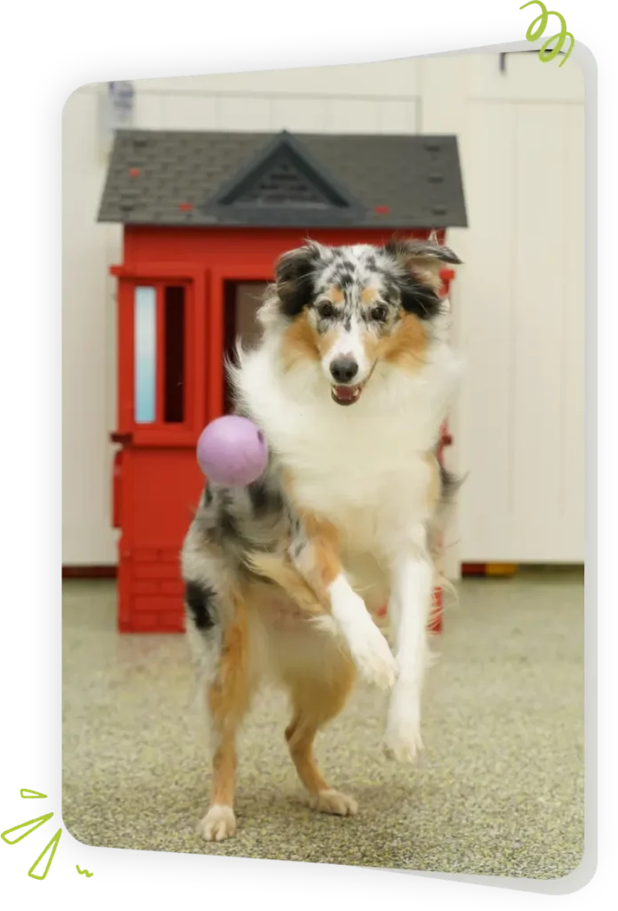 Dogs at Paws Play Cleveland