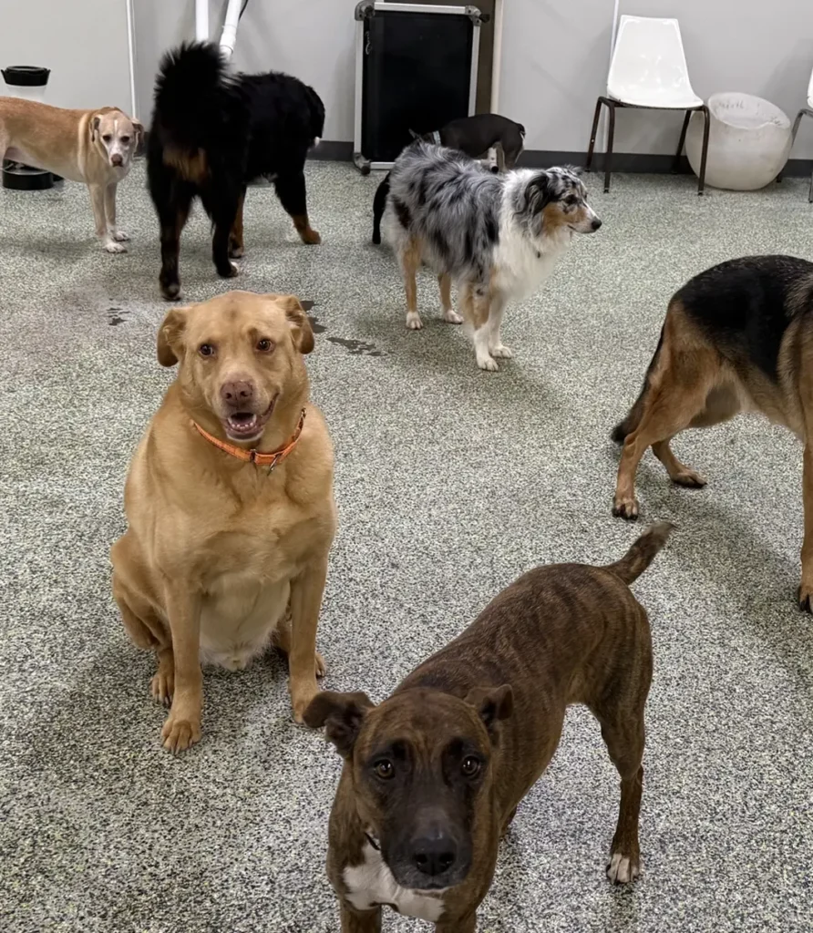 Dogs at Paws Play Cleveland