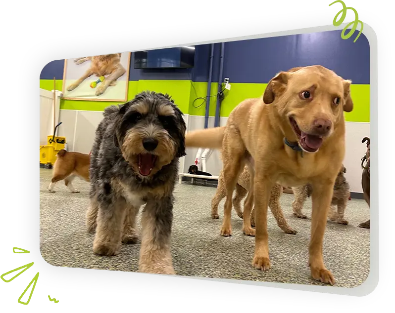 Dogs at Paws Play Cleveland