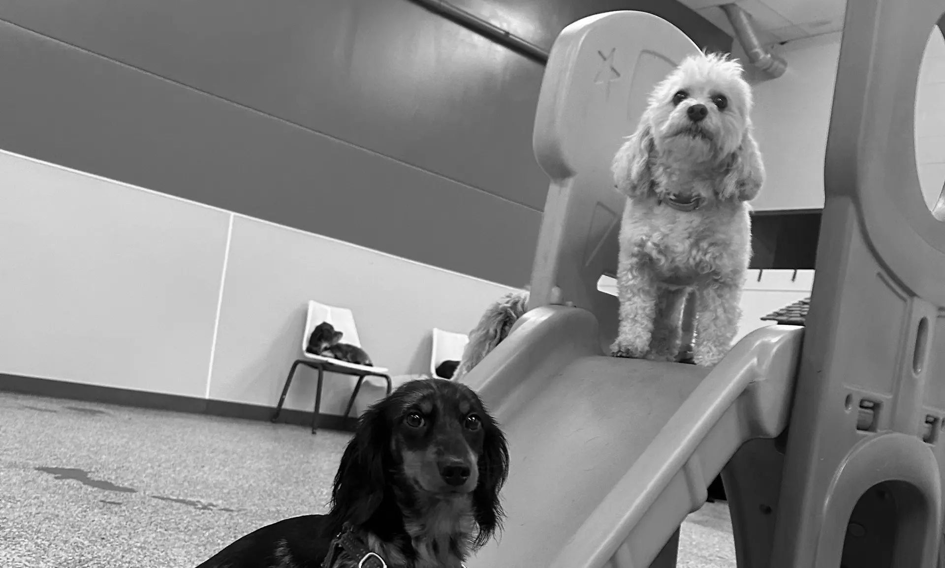 Dogs at Paws Play Cleveland
