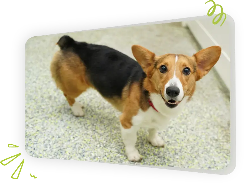 Dog at Dog Grooming