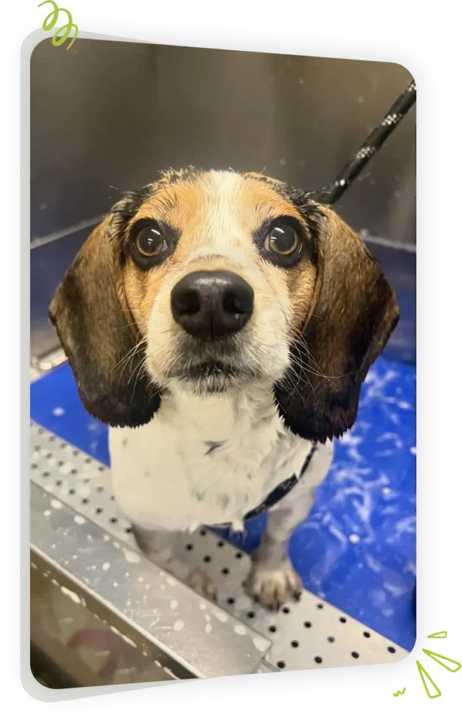 Dog getting bath at Paws Play Cleveland