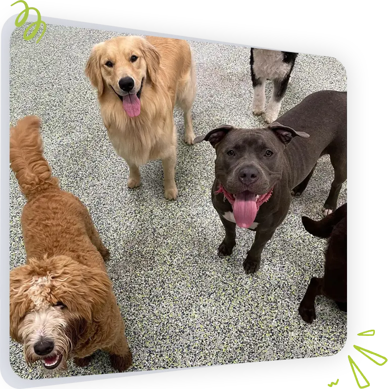 Dogs at Paws Play Cleveland