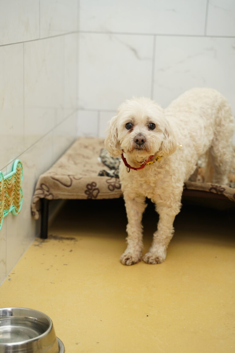 Dog Boarding at Paws Play Cleveland