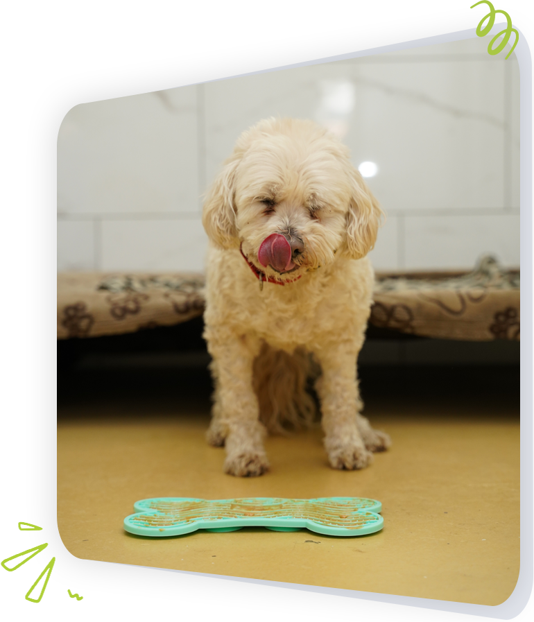 Dog Boarding at Paws Play Cleveland